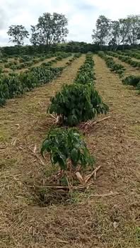 Đất nền 20.000m² tại xã Phúc Thọ, Lâm Hà giá 8.6 tỷ - Mặt tiền 170m đường bê tông!