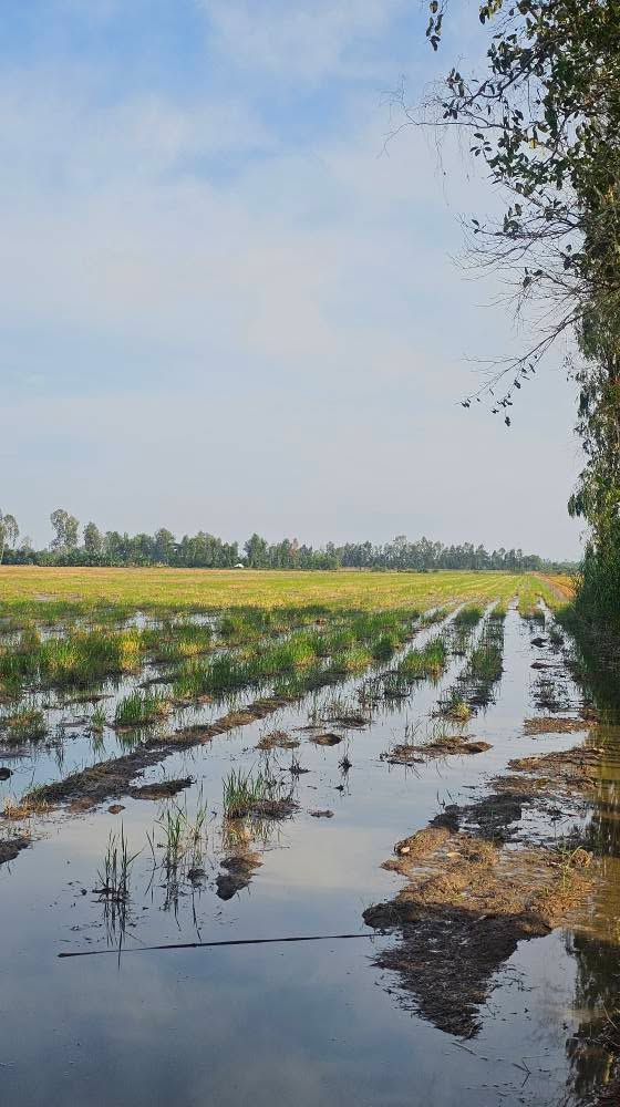 Đất nông nghiệp Vĩnh Thành, Châu Thành, An Giang 90.000m² - Giá chỉ 2.5 tỷ