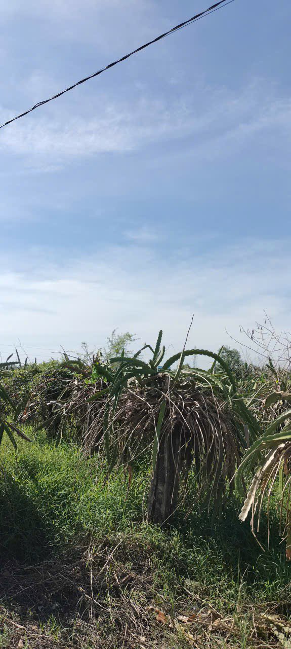 Đất nền Phong Nẫm - Phường Bình Thuận 3600m² giá 1.8 tỷ - Sổ đỏ chính chủ