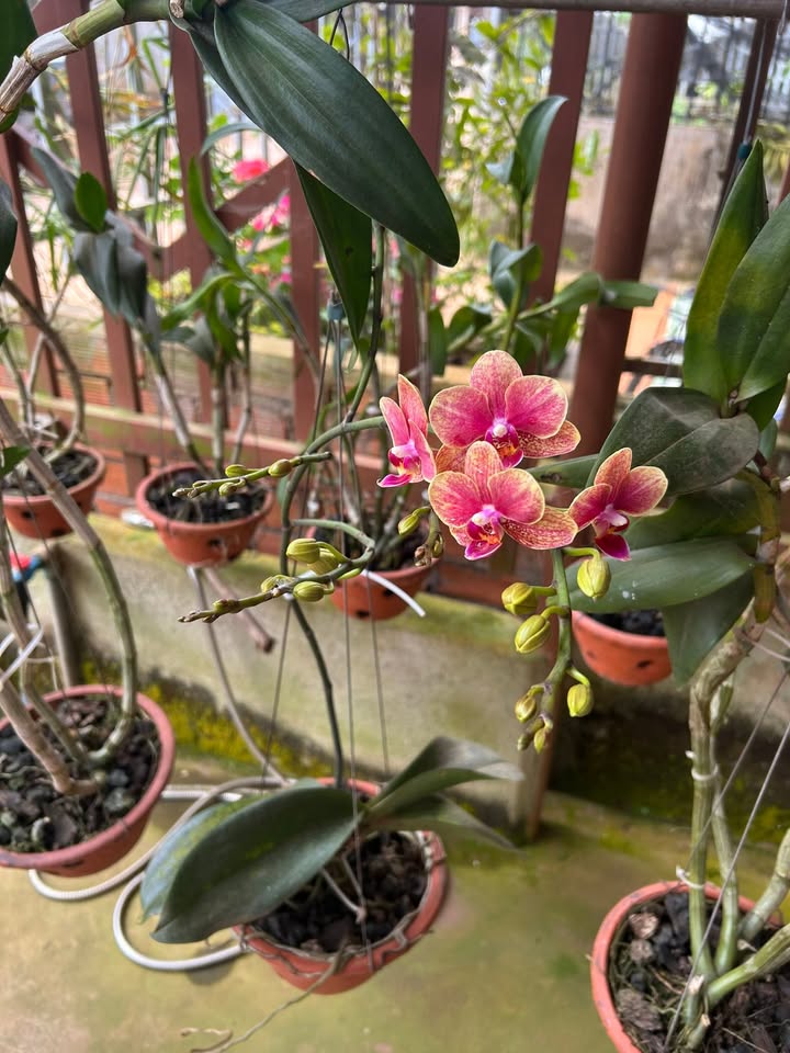 Nhà mặt tiền 6m, 180m² tại Nam Bình, Đắk Song - Kinh doanh thuận lợi ngay chợ!