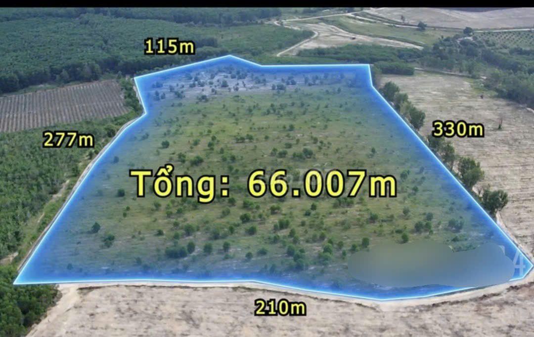 Đất nông nghiệp Tân Bình, La Gi 66.000m² giá 1.608 tỷ - Vị trí đắc địa, tiềm năng phát triển!