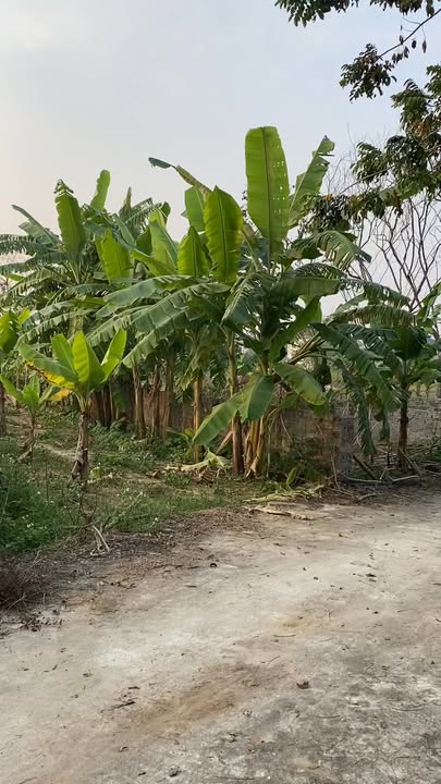 Đất thổ cư 151m² mặt tiền 6m, giá chỉ 6xx triệu - Cơ hội đầu tư tuyệt vời!