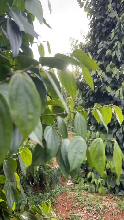 Bán gấp Farm Trường Xuân 2880m² - Đất đẹp, tiện ích đầy đủ