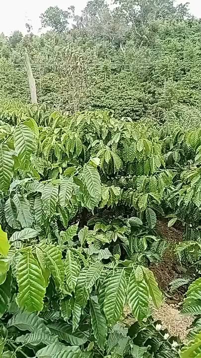 Đất nông nghiệp 8000m² tại Nam Đà, Krông Nô giá 2.2 tỷ - Tiềm năng kinh doanh cà phê hấp dẫn!