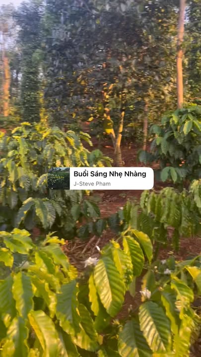 Đất thổ cư 6 sào Ea Kiết Cư M'gar giá 1.2 tỷ - Sổ đỏ chính chủ!