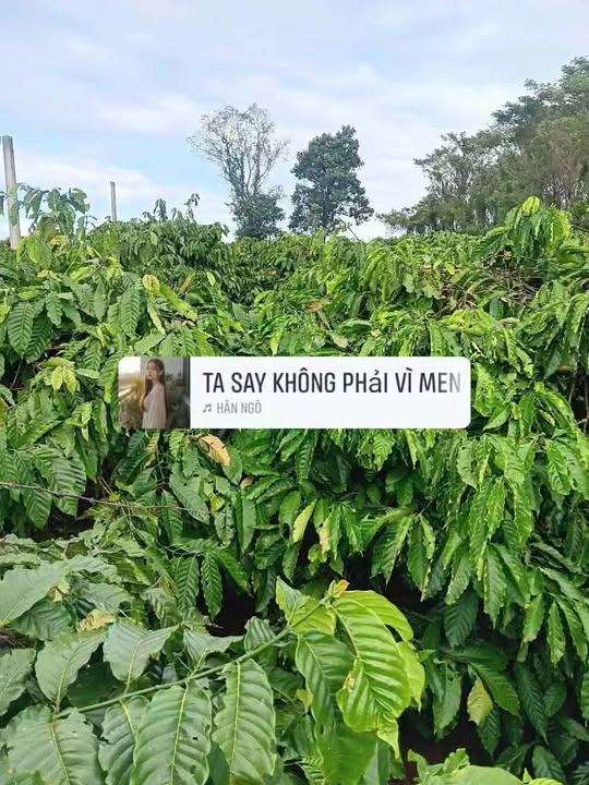 Farm 2520m² tại xã Al Bá, Chư Sê - Chính chủ bán gấp!