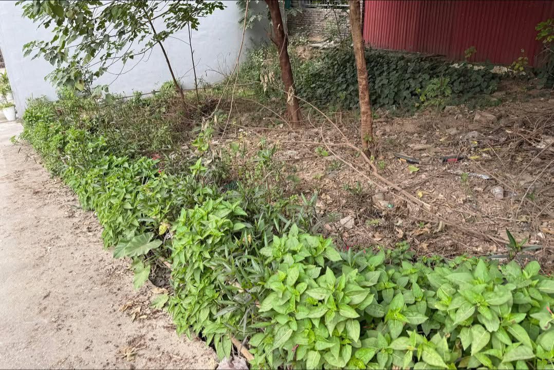 Đất Thượng Cát 59m² giá 7.099 tỷ - Sổ đỏ chính chủ, vị trí đắc địa!