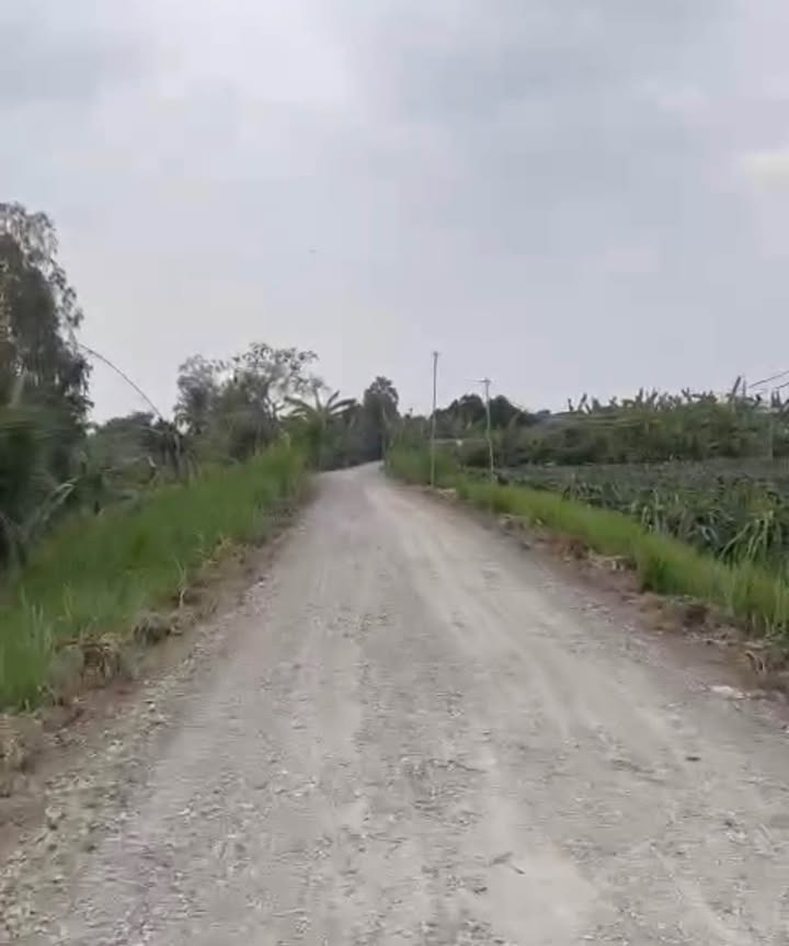 Đất thổ cư 185m² tại Ấp Cầu Hàng, Châu Thành, Long An - Giá chỉ 399 triệu!