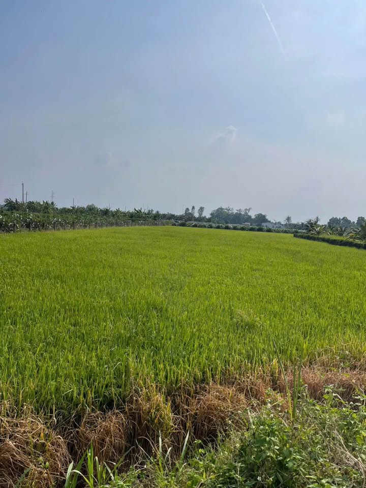 Đất lúa 2000m² tại Khánh Hậu - Giá chỉ 2 tỷ, đường xe tải 5 tấn!