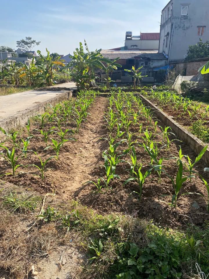 Đất nền lô góc đường thông ô tô Phù Linh, Sóc Sơn 58.8m² giá chỉ 1.2 tỷ!