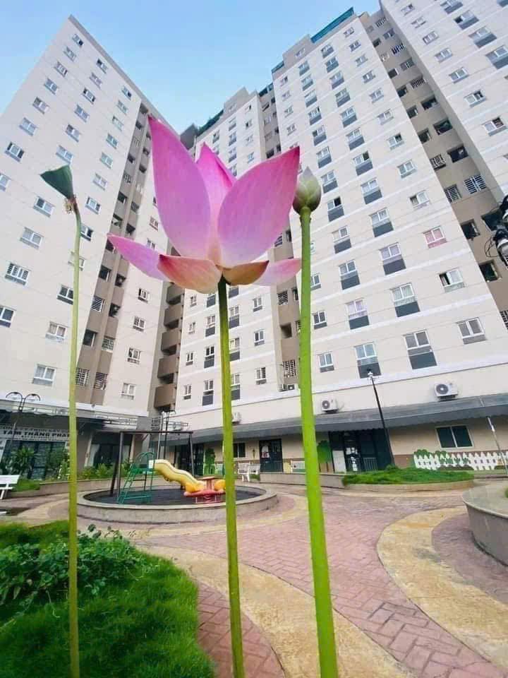 Chung cư First Home Thạnh Lộc quận 12 48m² giá chỉ 5 triệu - Tiện ích đầy đủ!