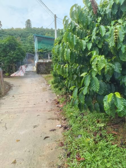 Đất nền khu dân cư thôn 11 Đại Lào, Bảo Lộc 1546m² - Giá chỉ 1.04 tỷ!