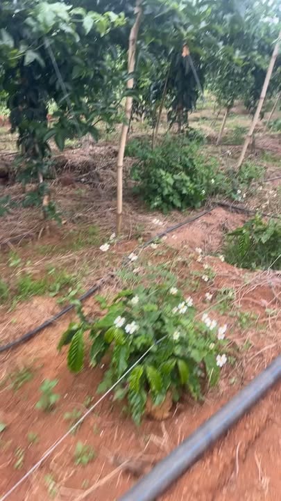 Đất nền 3 sào Đan Phượng Lâm Hà giá 800 triệu - Cơ hội đầu tư tuyệt vời!