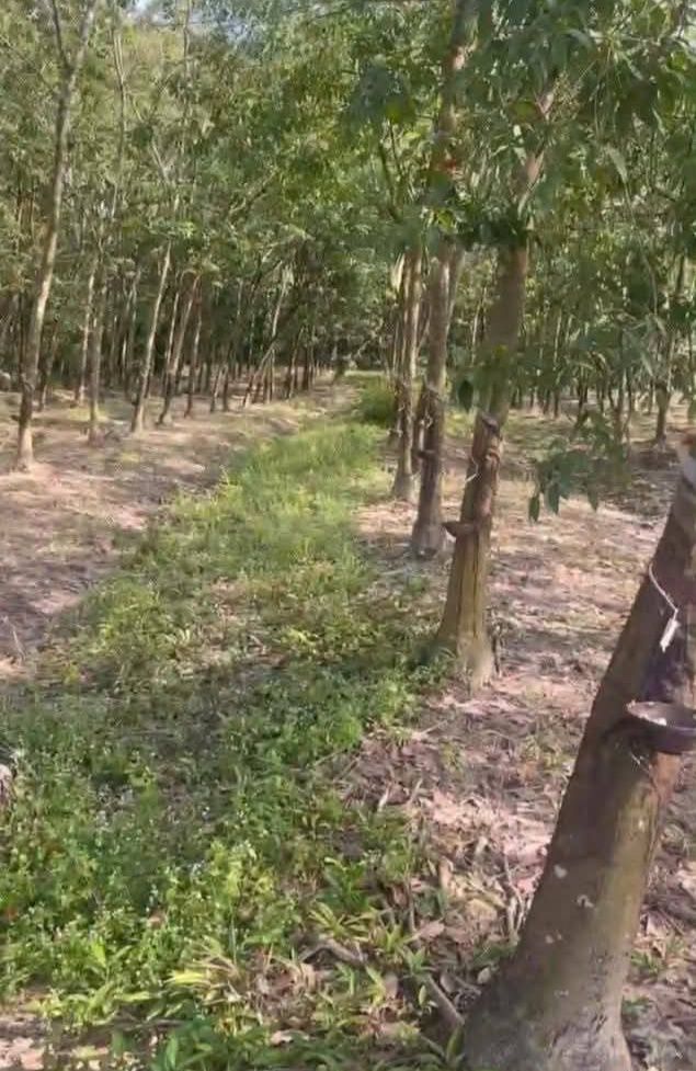 Đất nền 1ha tại khu phố 10, phường Minh Hưng chỉ 2.1 tỷ - Cơ hội đầu tư tốt!