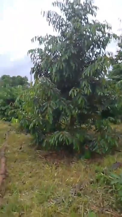 Đất nền 5 sào cà phê sầu riêng tại Quảng Hiệp, Cư M'gar, Đắk Lắk - Giá chỉ 1.5 tỷ!