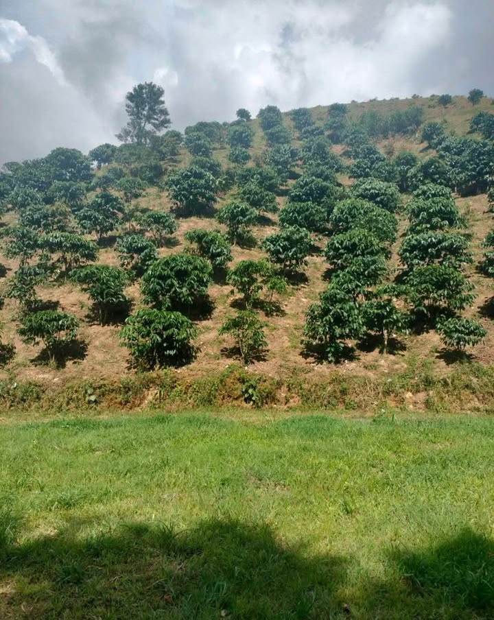 Đất nền thổ cư 3200m² tại thôn 10, xã Đại Lào chỉ 1.4 tỷ - Cơ hội đầu tư hấp dẫn!