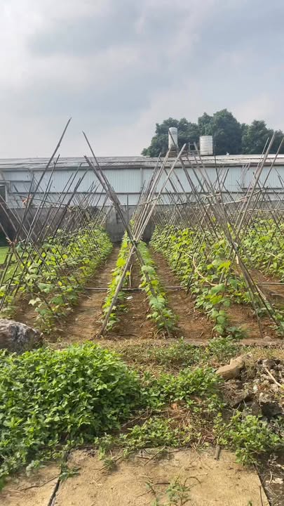 Đất thổ cư 92m² tại Liên Sơn, Lương Sơn - Giá chỉ 2 tỷ VND, thương lượng tốt!