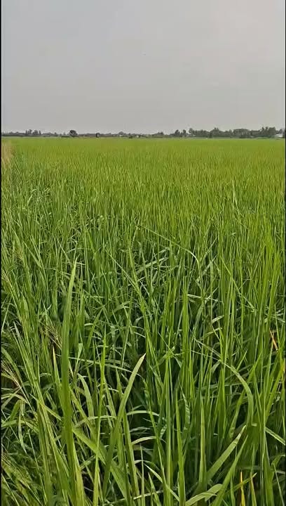 Đất nông nghiệp 9219m² tại ấp 6 Tân Bửu giá 7.82 tỷ - Đầu tư sinh lời hấp dẫn!