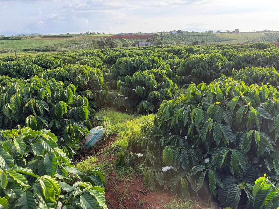 Đất nền Tân Hội Đức Trọng 82m² giá 5.3 tỷ - Chính chủ, điện nước đầy đủ!