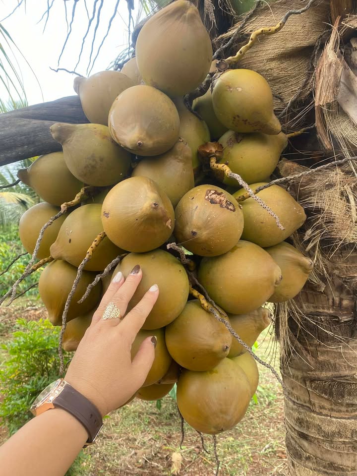 Đất nền Đạt Hiếu Buôn Hồ 557m² giá 20 tỷ - Chính chủ bán gấp!