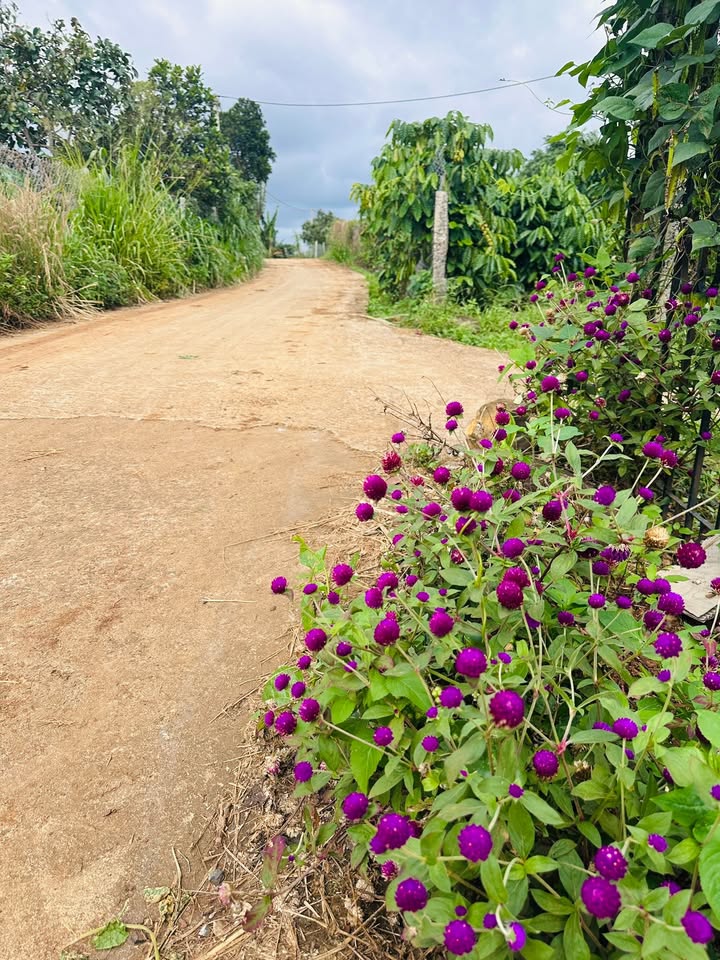 Đất nền Đắk Lao 5600m² giá 2.5 tỷ - Đầu tư sinh lời hấp dẫn!