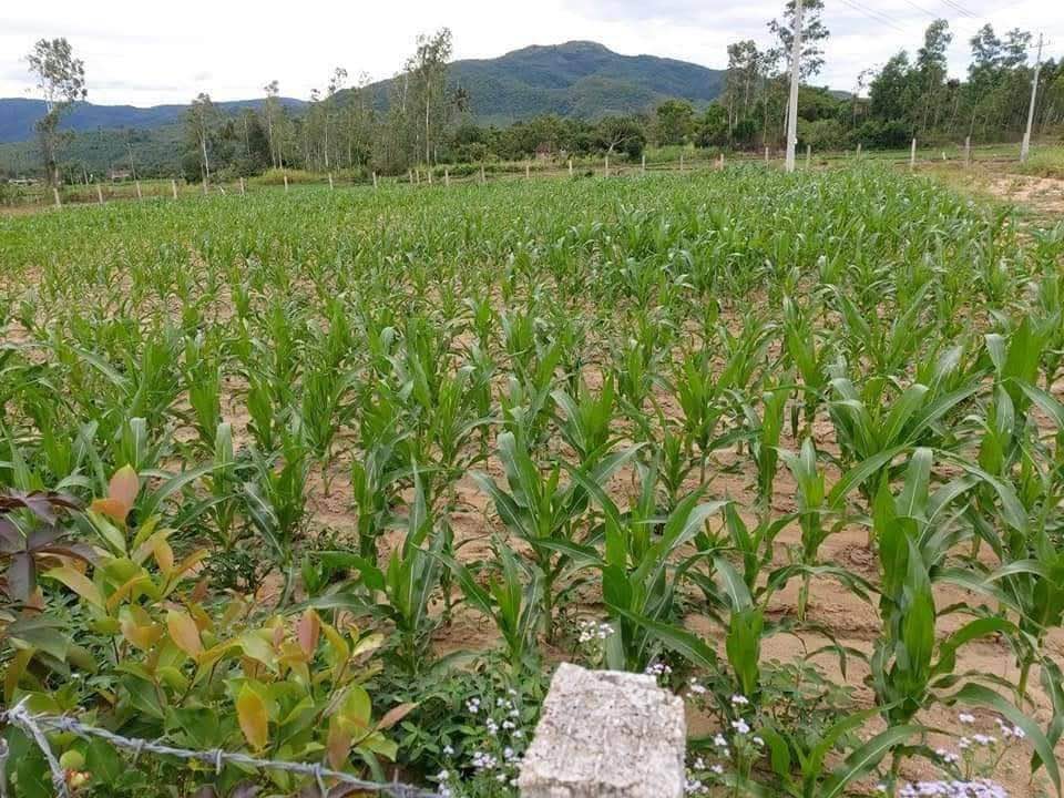 Đất vườn 2000m² Tây Giang, Tây Sơn chỉ 370 triệu - Sổ đỏ chính chủ!