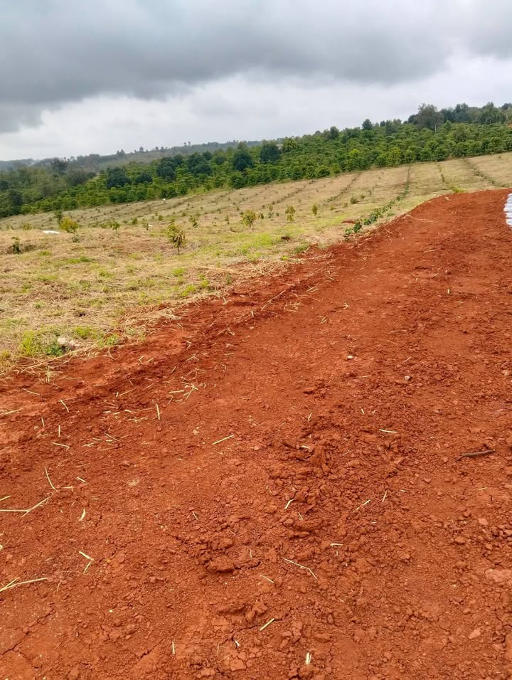 Đất Farm 2ha tại Ea Sin, Krông Buk chỉ 270 triệu - Tiềm năng đầu tư lớn!