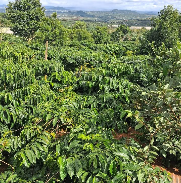 Lô đất Tân Hà Lâm Hà 8000m² giá 4.8 tỷ - Đầu tư sinh lời lý tưởng!