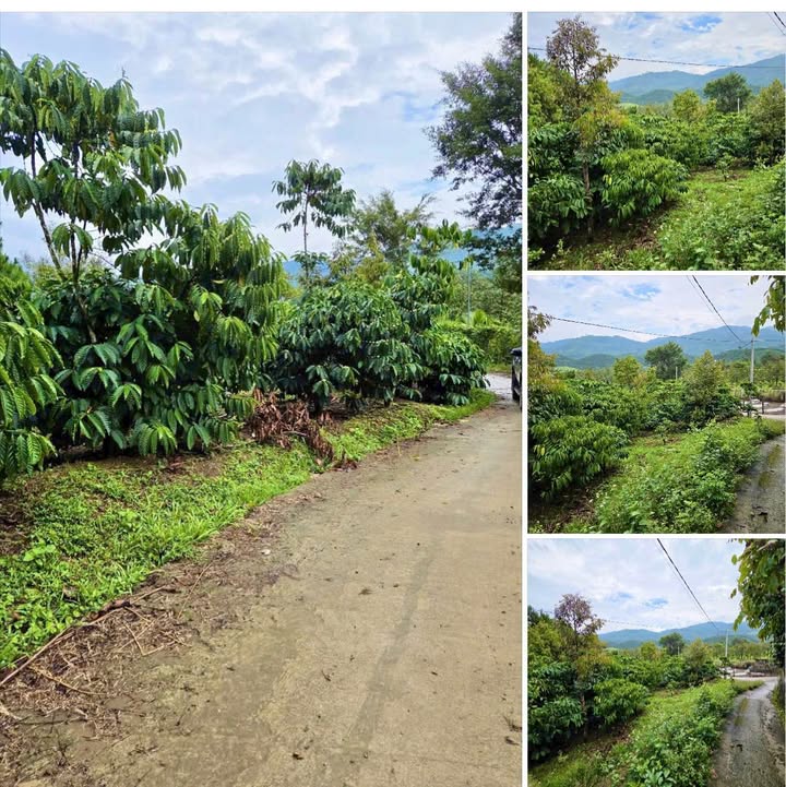 Đất thổ cư thôn 11 Đại Lào - Bảo Lộc 1546m² giá 1.04 tỷ - Đầu tư sinh lời ngay!