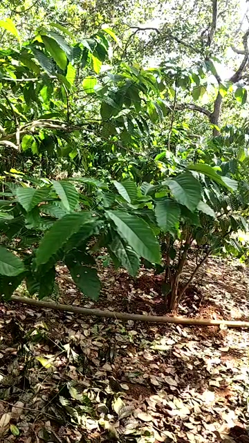 Đất nền Nghĩa Trung, Bù Đăng 10.000m² giá 2 tỷ - Đầu tư sinh lời ngay!