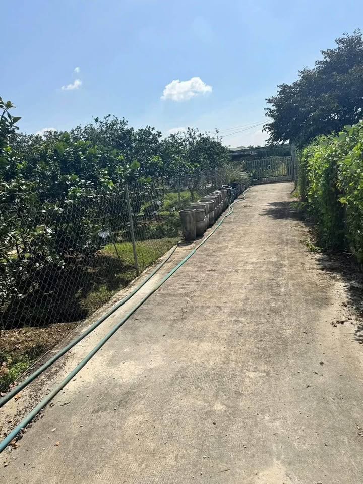 Farm Bạch Đằng Tân Uyên 1096m² giá 3 tỷ - Đầu tư lý tưởng cho khu nghỉ dưỡng!