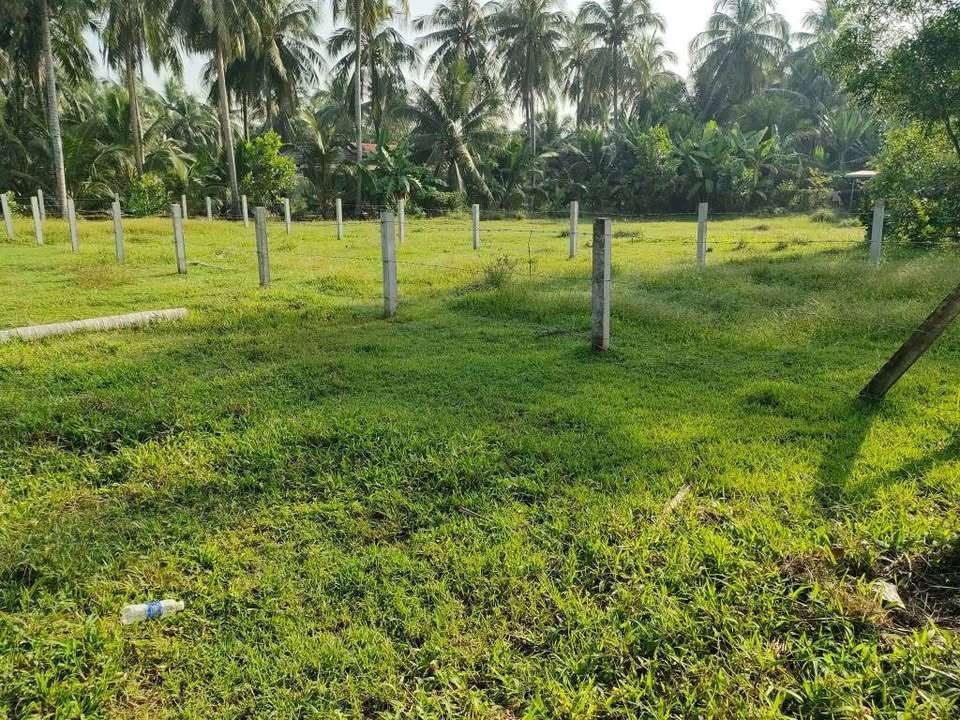 Đất nền 254m² mặt tiền đường bê tông Ấp Thạnh Thới chỉ 355 triệu - Sổ hồng đầy đủ!