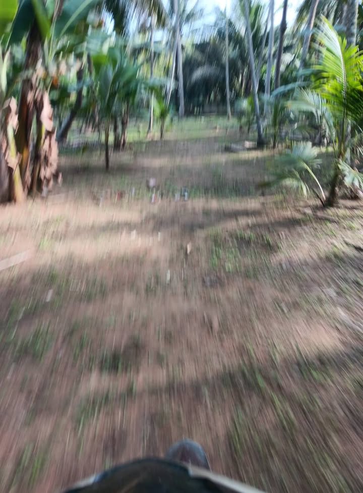 Đất thổ cư Sơn Phú Giồng Trôm 3817m² giá 2.8 tỷ - Khu vực cao ráo, thuận tiện!