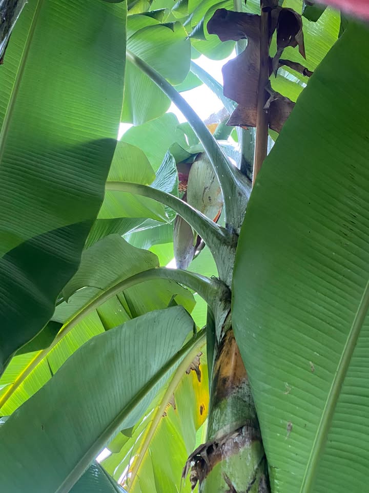 Cho thuê mặt bằng quán nhậu đường Nguyễn Thị Định 400m² giá 55 triệu - Kinh doanh sinh lời ngay!