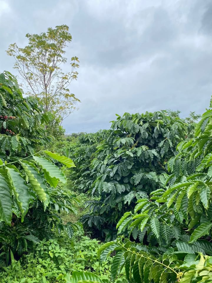 Đất Farm 8000m² tại Phú Lộc, Krông Năng - Giá chỉ 200 triệu, kinh doanh cafe ngay!