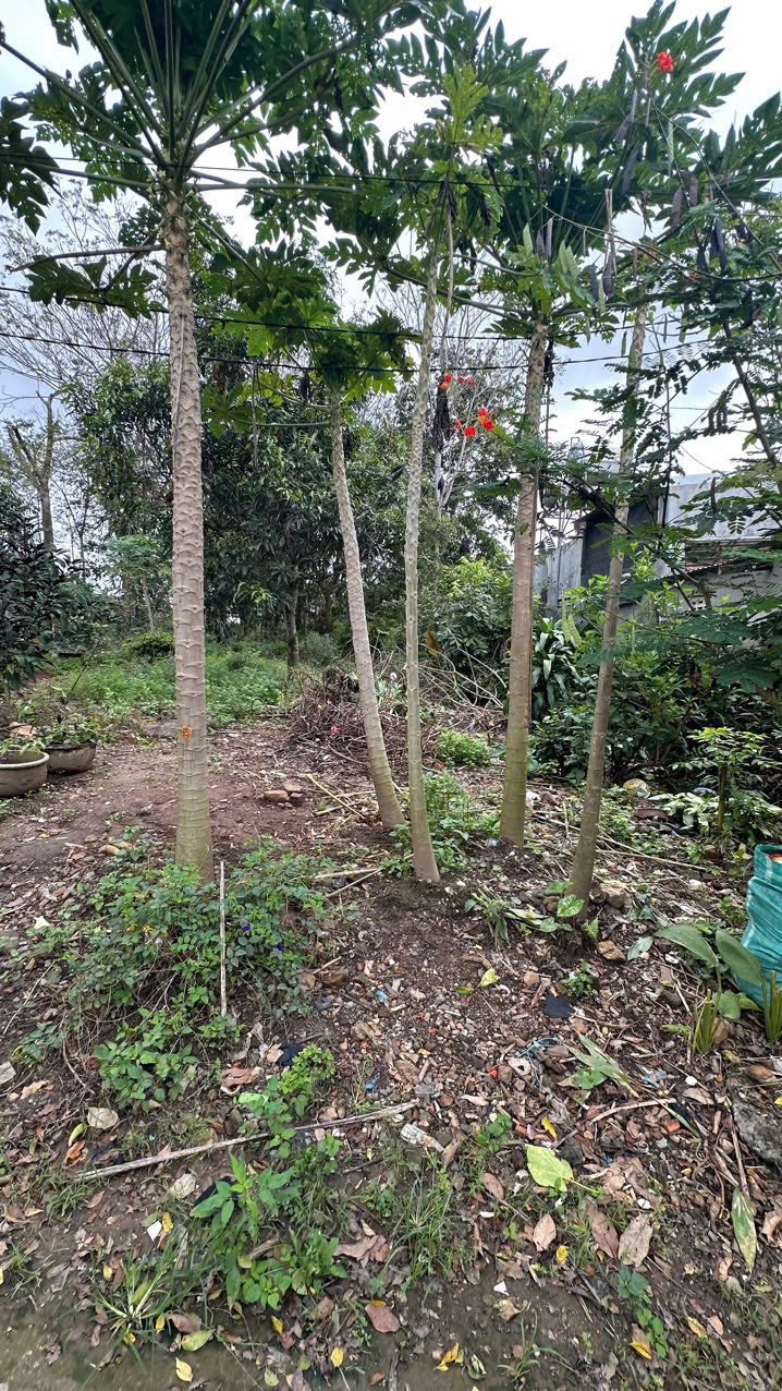 Đất thổ cư 360m² tại xã Ea Kar, Đắk Lắk - Giá 1.1 tỷ, gần trường học!