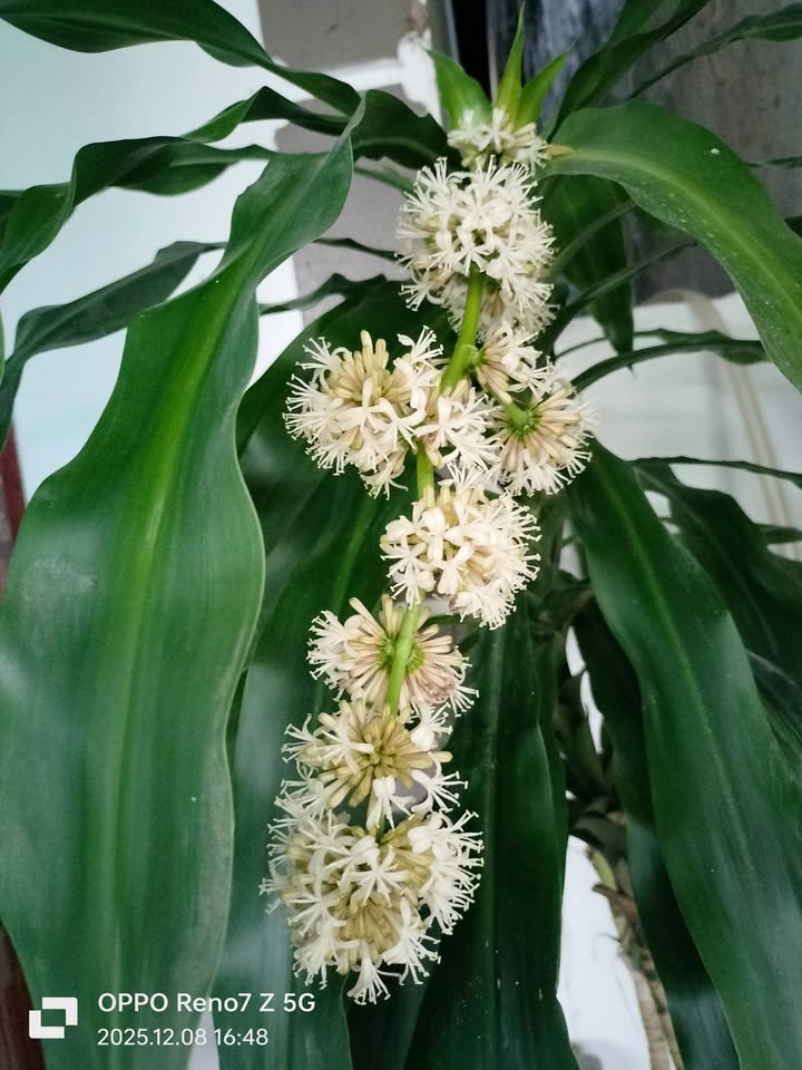 Đất 2 mặt tiền đường Nguyễn Thị Định 80m² - Kinh doanh đắc địa, giá thỏa thuận!