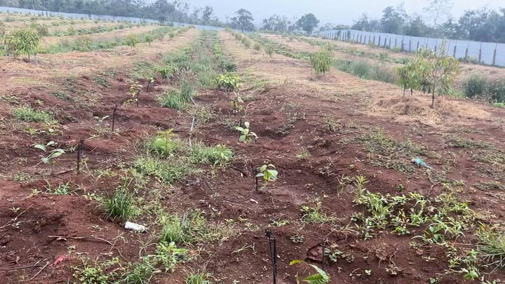 Farm 2.3ha tại xã Ea Tul, huyện Cư M'gar - Đầu tư sinh lời với giá 662.4 triệu