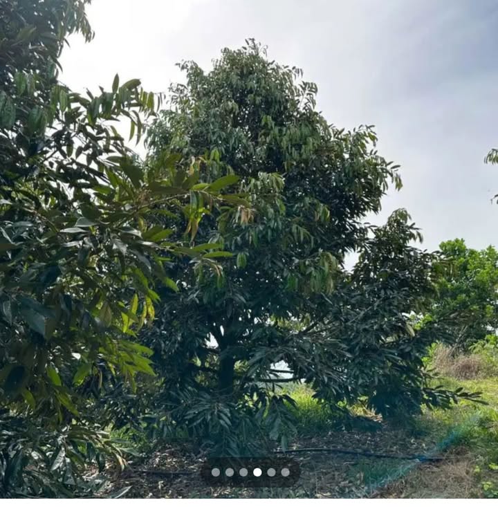 Đất thổ cư Đạ Huoai 1800m² giá 120 triệu - Đầu tư sinh lời ngay!