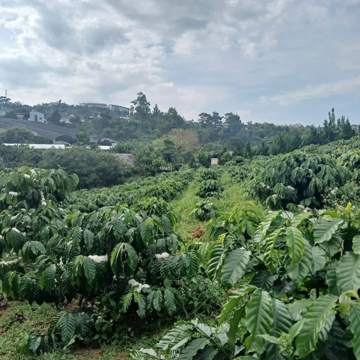 Đất nền 1077m² đường Lương Văn Can, Lộc Sơn - Giá chỉ 2.1 tỷ VND, gần homstay Nhà Gạo!