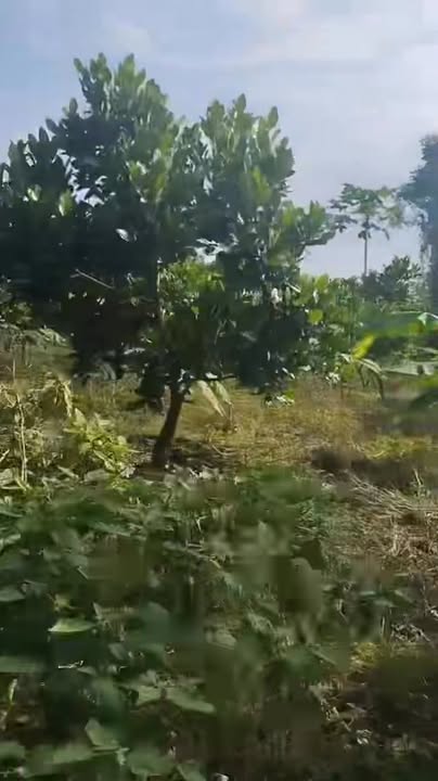 Đất nền Phú Lập Tân Phú 900m² giá 1.2 tỷ - Đất đẹp, sổ đỏ chính chủ!