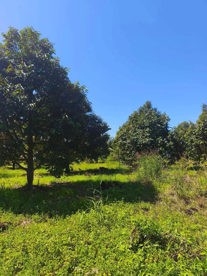 Đất vườn sầu riêng Tân Phú 10.000m² giá 2.65 tỷ - Đầu tư sinh lời ngay!