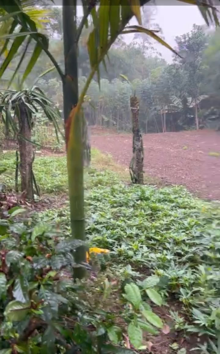 Đất nền Thọ Văn, Tam Nông 400m² giá 500 triệu - Cơ hội đầu tư hấp dẫn!