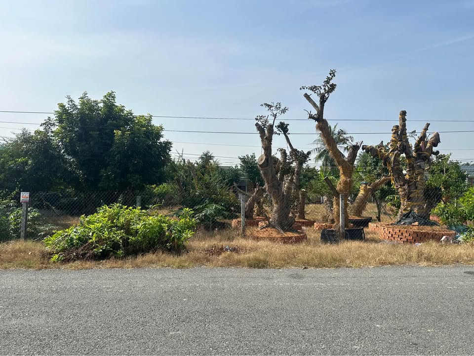 Đất lúa 957m² mặt tiền đường Nguyễn Văn Nhâm, Tân An - Nhà vườn lý tưởng!