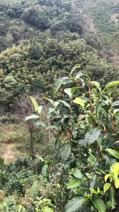 Mảnh vườn trà tuyệt đẹp tại Suối Giàng, Văn Chấn 3003m² giá 1.3 tỷ - Cơ hội đầu tư sinh lời!