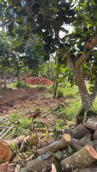 Đất nền đường Petong, Thống Nhất, Đồng Nai 193m² giá 780 triệu - Cơ hội đầu tư tốt!