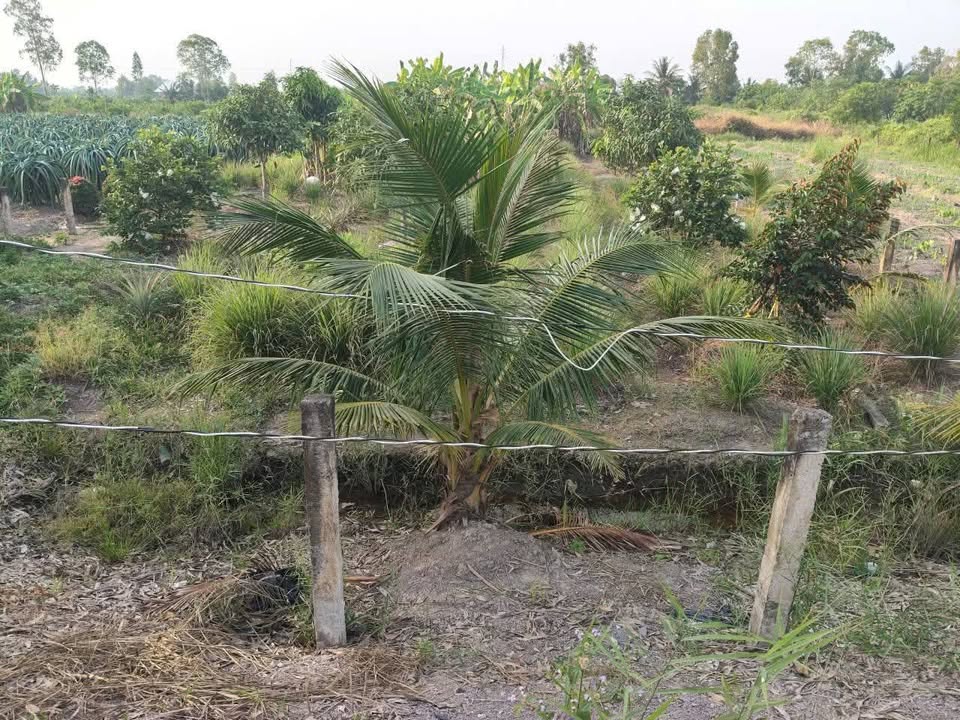 Đất vườn mặt tiền kênh Rạch Cá Ngựa, Bình Đức, 500m² giá 720 triệu - Cơ hội đầu tư tuyệt vời!