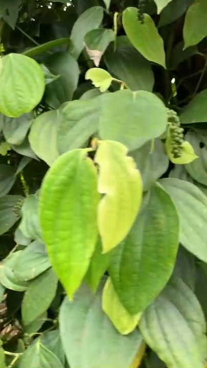 Đất nông nghiệp Ea Nam, Ea H'leo 8000m² giá 864 triệu - Tiềm năng thu hoạch cao!