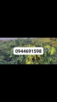 Đất nông nghiệp Dliê Yang, Ea H'leo, Đắk Lắk 1ha giá 3.2 tỷ - Đầu tư sinh lời ngay!