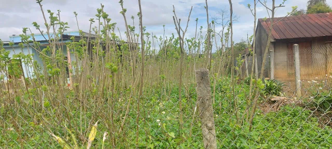 Đất nền hẻm Trần Khách Dư, Lộc Phát, Bảo Lộc 500m² giá chỉ 1.8 tỷ - Đầu tư sinh lời ngay!